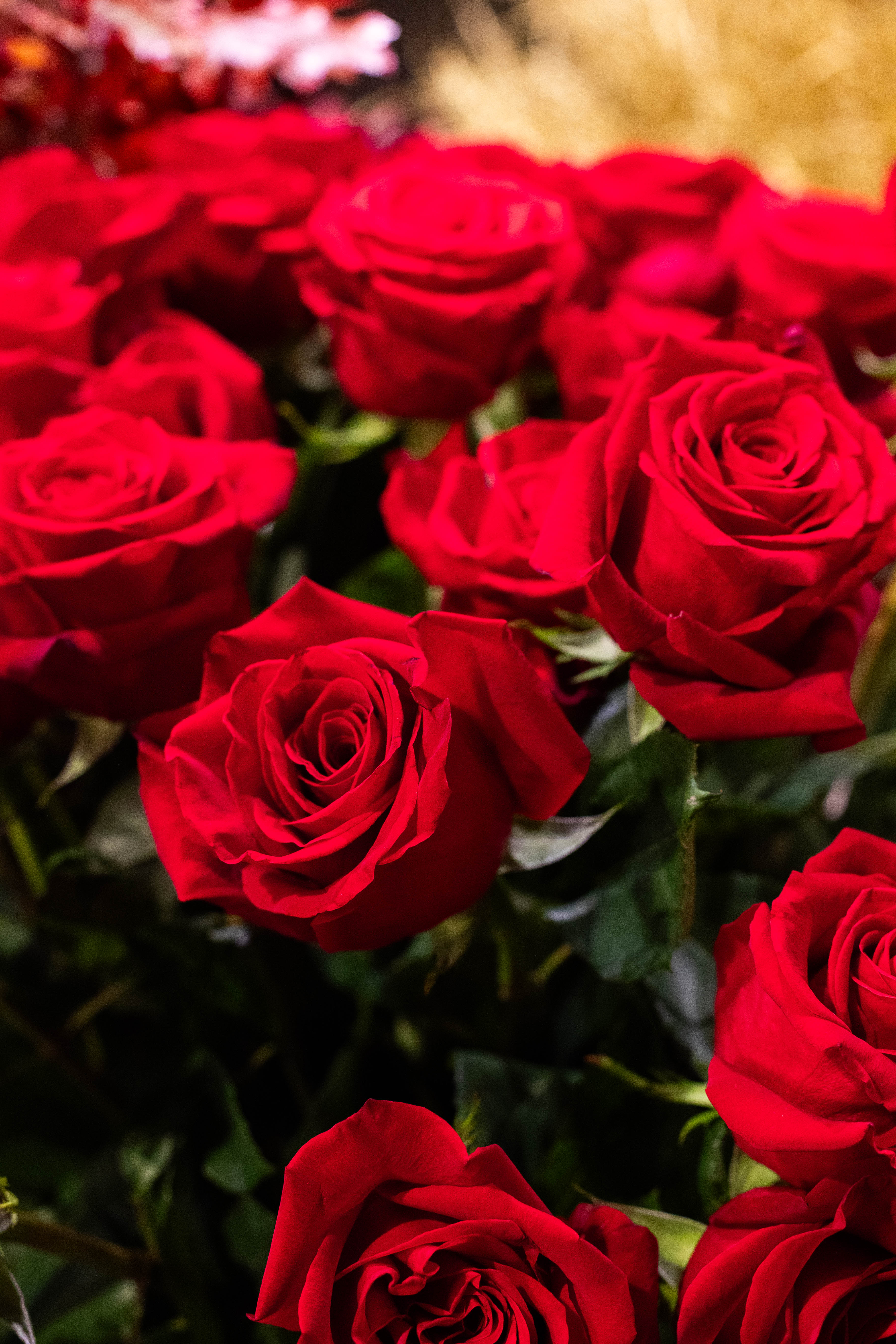 Mazzo Rose Rosse (stelo 80cm)